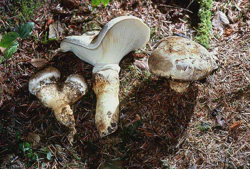 Catathelasma imperiale